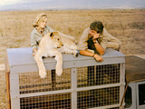 Born Free  Virginia McKenna  Elsa The Lioness  Bill Travers  1966