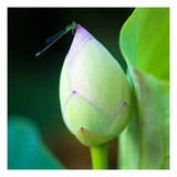 Lotus Flower Bud & Damselfly