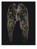 Starling Wings