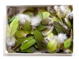 Parrot Feathers  no 3
