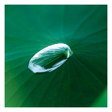 Lotus Leaf