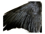 Crow Wing