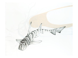 Zebra Bullhead Shark