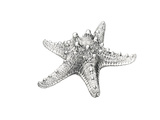 Knobby Starfish