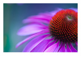 Echinacea  Magnus