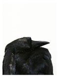 Crow Head