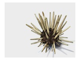 Pencil Urchin