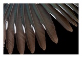 Roadrunner Wing