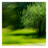 Trees  New Zealand II