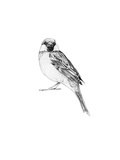Little Sparrow