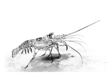 Spiny Lobster