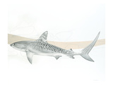 Juvenile Tiger Shark