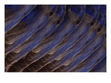Bluebird Wing (detail)