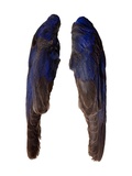 Bluebird Wings