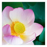 Lotus Blossom