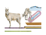 Migrating Mural Concept: Sierra Nevada Bighorn Sheep