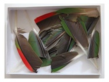 Parrot Feathers  no 1