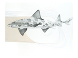 Leopard Shark