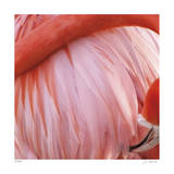 Pink Perfection 4