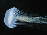 Atlantic Sea Nettle (Chrysaora Quinquecirrha)  Phylum Cnidaria  Class Scyphozoa  East Coast USA