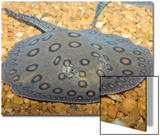 Motoro Ray or Peacock Ray (Potamotrygon Motoro)
