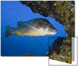 The Cubera Snapper (Lutjanus Cyanopterus)  a Vulnerable Species  Bonaire  Caribbean