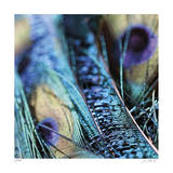 Peacock 1