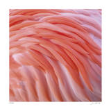Pink Perfection 3