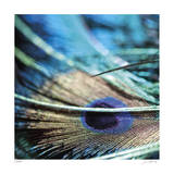 Peacock 2