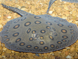Motoro Ray or Peacock Ray (Potamotrygon Motoro)