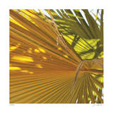 Oasis Shade Square 4