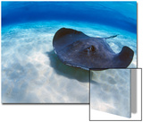 Stingray City  Grand Cayman  Cayman Islands  Caribbean