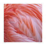 Pink Perfection 2