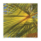 Oasis Shade Square 1