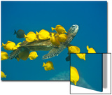 Green sea turtle with passengers