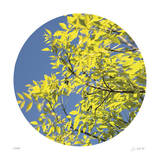 Looking Up Circle