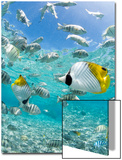 Tropical Fish in Bora-Bora Lagoon