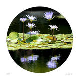 Serenity Reflection 2