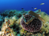 Sea Urchin (Sphaerechinus Granularis)  Mediterranean Sea  San Pietro Island  Sardinia