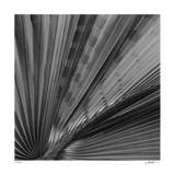 Palm Pleats
