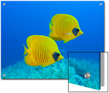 Masked Butterflyfish (Chaetodon Semilarvatus)  St Johns Reef  Rotes Meer  Egypt