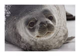 Weddell Seal