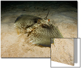 The Oriental Flying Gurnard (Dactylopterus Orientalis)