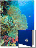 Sea Fan and Soft Corals (Supergorgia)  Elphinestone Reef  Red Sea  Egypt