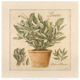 Herbes de Provence I