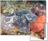 Sinclairs' Stingaree May Be a Color Variant of the Spotted Stingaree (Urolophus Gigas)  Albany