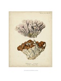 Coral Collection II