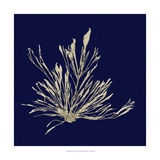 Seaweed on Navy III