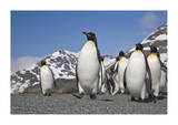 King Penguins  South Georgia