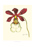 Majestic Orchid II